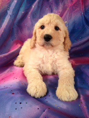 Male Standard Poodle Puppy for sale #2 Born Feb 20th 2013|Iowa Standard Poodle breeder with Standard poodle puppies for sale